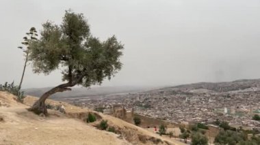Fas, Fas 'taki eski Medine üzerinde panoramik manzaralı bir zeytin ağacı.