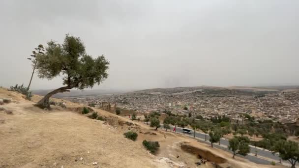 Оливковое Дерево Панорамным Видом Старую Медину Фес Марокко — стоковое видео
