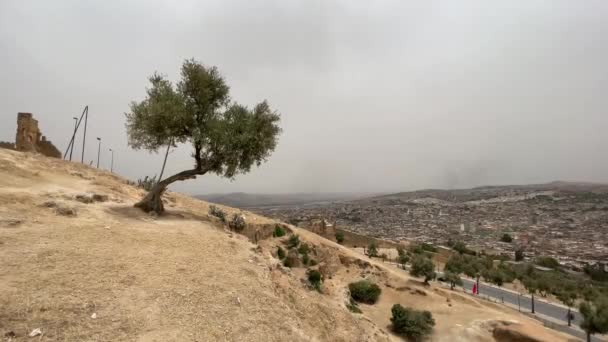 Оливкове Дерево Панорамним Видом Над Старою Мединою Міста Фес Марокко — стокове відео