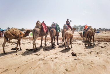 Sahilde duran bir grup deve.