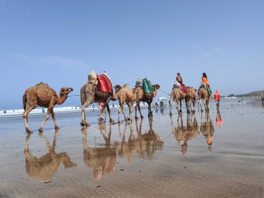 Çok az insan yaz tatillerinde deve sürüşünden zevk alır..