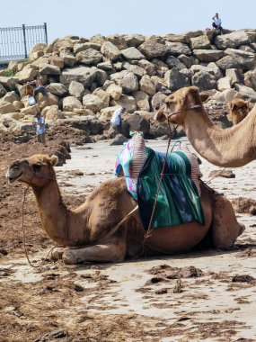 Yaz boyunca sahilde oturan deve.