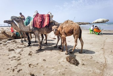 Sahilde duran bir grup deve.