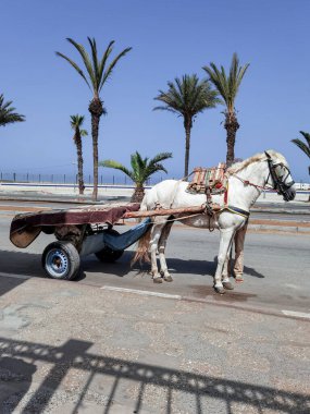 Fas 'ta ona bağlı bir at arabası olan beyaz at.