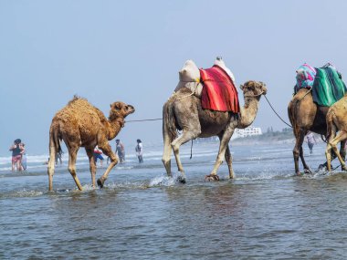 Çok az insan yaz tatillerinde deve sürüşünden zevk alır..