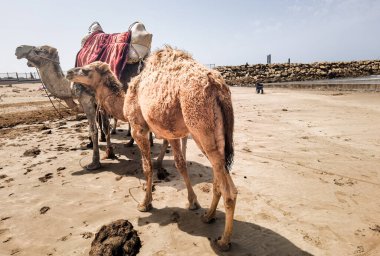 Sahilde duran bir grup deve.