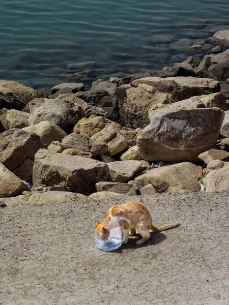 Chat Roux Buvant Eau Dans Pot Près Océan — Photo