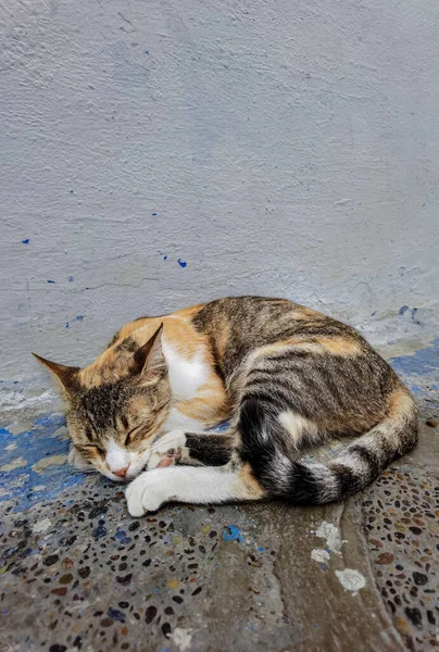 Homeless Cat Sleeping Outdoors Streets Morocco — Stock Photo, Image