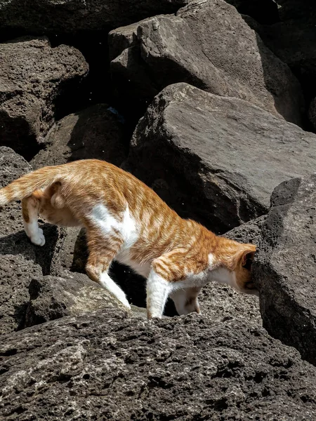 海岸沿いの岩の上を歩く生姜猫 — ストック写真