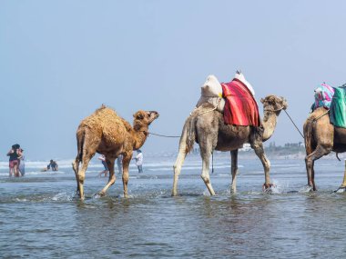 Fas kıyılarında yürüyen bir grup deve.