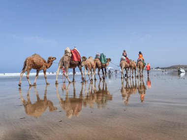Çok az insan yaz tatillerinde deve sürüşünden zevk alır..