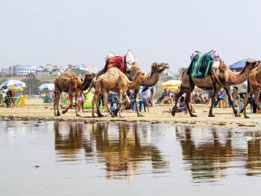 Sahilde yürüyen bir grup deve.