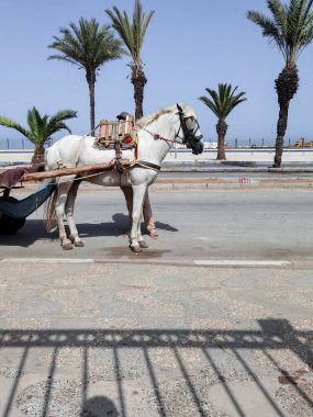 Fas 'ta ona bağlı bir at arabası olan beyaz at.