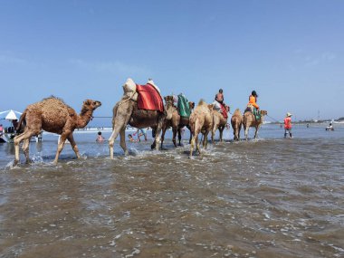 Çok az insan yaz tatillerinde deve sürüşünden zevk alır.