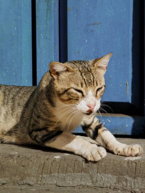 Çizgili evsiz kedi Fas 'ta dışarıda dinleniyor.