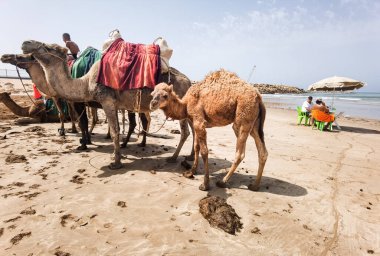 Sahilde duran bir grup deve.