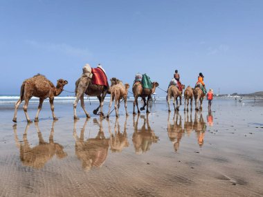 Çok az insan yaz tatillerinde deve sürüşünden zevk alır..