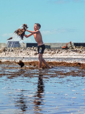 Genç bir çocuk Fas sahilinde yosun bitkilerini havaya atıyor.