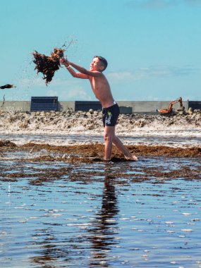 Genç bir çocuk Fas sahilinde yosun bitkilerini havaya atıyor.