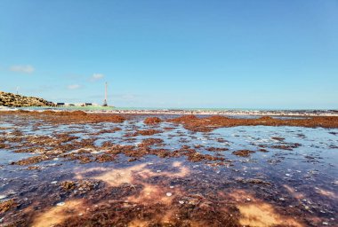 Bir sürü yosun bitkisi olan kirli okyanus suyu.