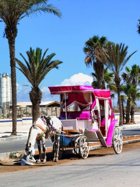 Fas 'ta bir arabaya bağlanırken beyaz at çantadan yemek yiyor.