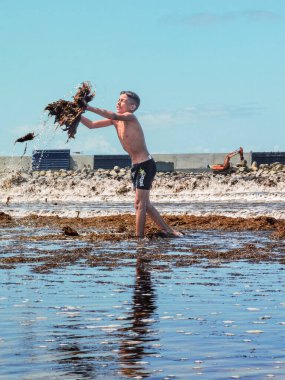 Genç bir çocuk Fas sahilinde yosun bitkilerini havaya atıyor.