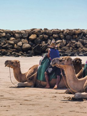 Deve sahibi sahilde yeni müşteriler bekliyor.