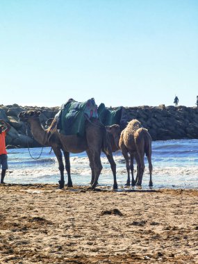 Sahilde çok az deve yan yana durur.