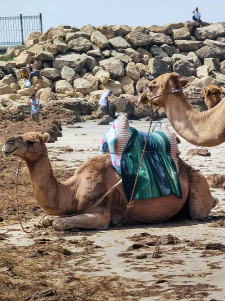 Верблюд Сидит Пляже Течение Лета — стоковое фото