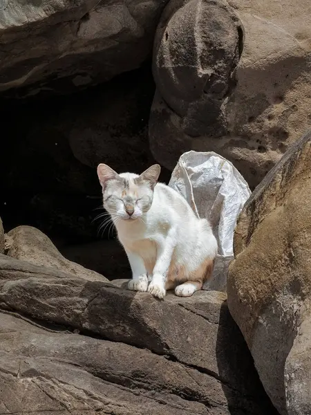 Серо Белый Кот Стоящий Камне — стоковое фото