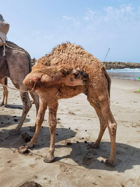 Yavru Deve Sahilde Kendini Temizliyor — Stok fotoğraf