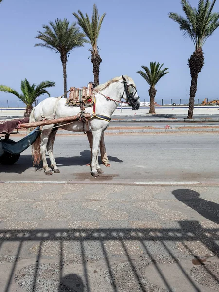 Fas 'ta ona bağlı bir at arabası olan beyaz at.