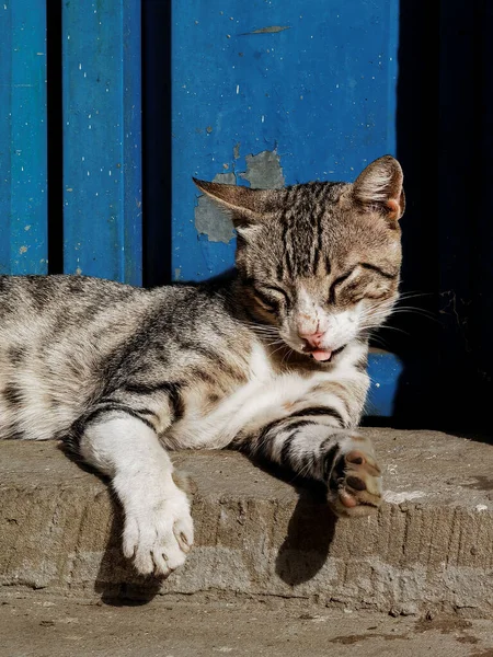 Полосатый Бездомный Кот Отдыхает Открытом Воздухе Марокко — стоковое фото