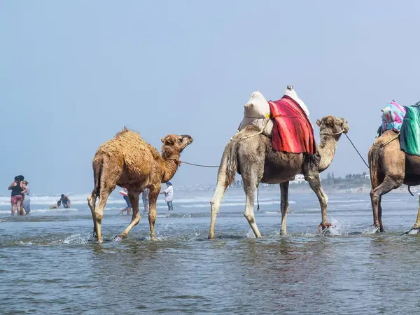 Fas kıyılarında yürüyen bir grup deve.