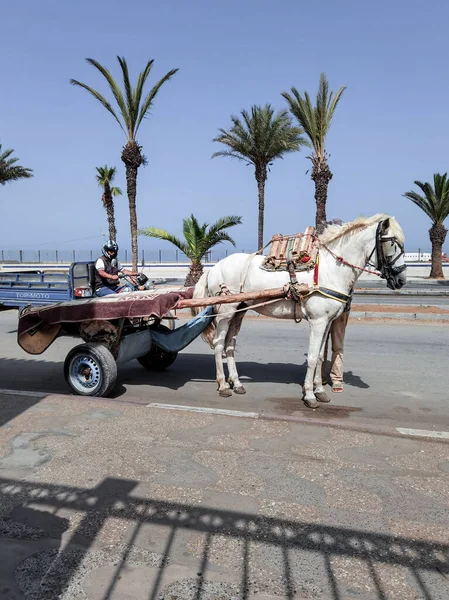 Fas 'ta ona bağlı bir at arabası olan beyaz at.