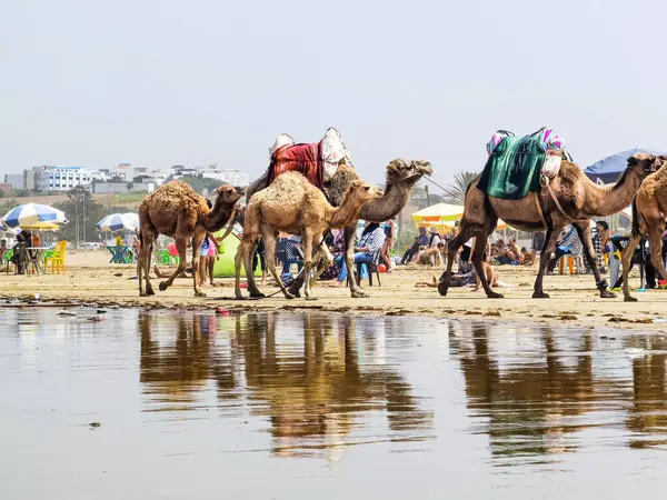 Sahilde yürüyen bir grup deve.