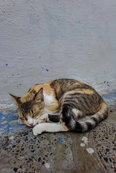Gatto Senzatetto Che Dorme All Aperto Strade Del Marocco — Foto Stock