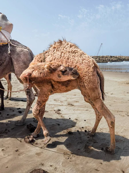 Верблюд Чистится Пляже — стоковое фото