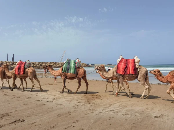 Караван Верблюдами Пляже — стоковое фото
