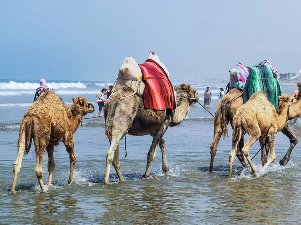 Çok az insan yaz tatillerinde deve sürüşünden zevk alır..