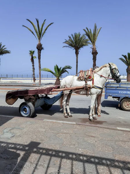 Fas 'ta ona bağlı bir at arabası olan beyaz at.