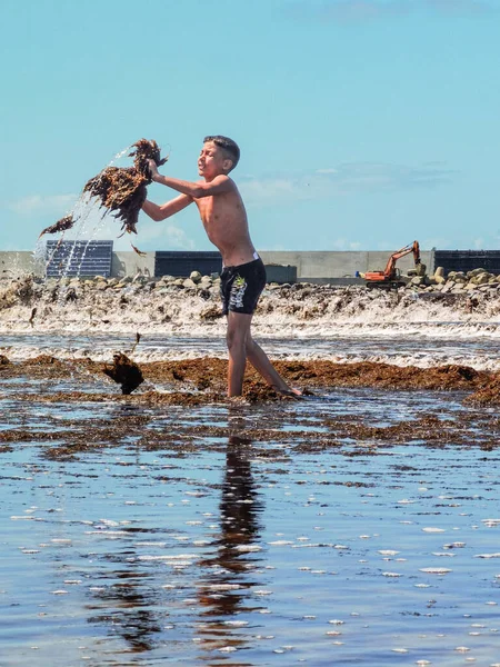 Genç bir çocuk Fas sahilinde yosun bitkilerini havaya atıyor.