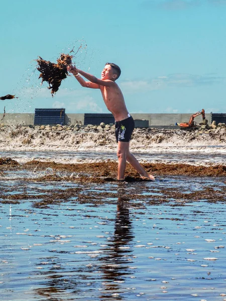 Genç bir çocuk Fas sahilinde yosun bitkilerini havaya atıyor.