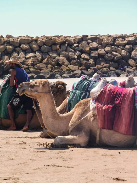Владелец Верблюда Ждет Новых Клиентов Пляже — стоковое фото