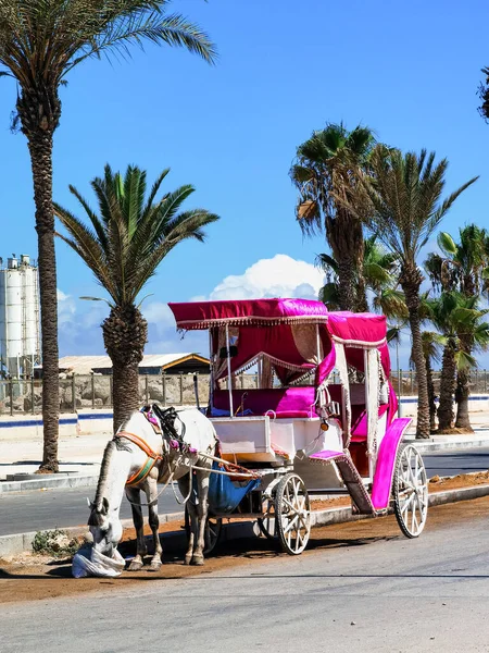 Fas 'ta bir arabaya bağlanırken beyaz at çantadan yemek yiyor.