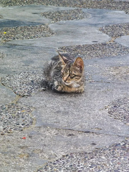 Pequeño Gatito Sin Hogar Sentado Afuera Calle — Foto de Stock