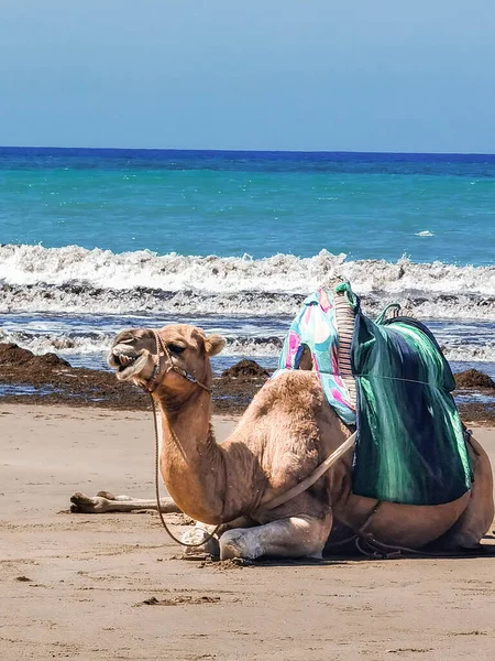 Портрет Одного Верблюда Сидящего Пляже Солнечный День — стоковое фото