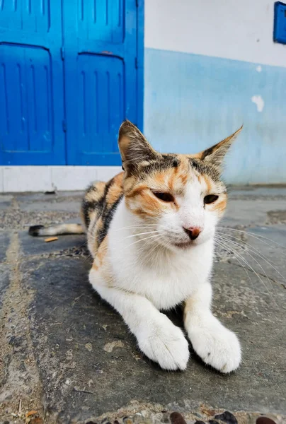 Разноцветная Бродячая Кошка Улицах Марокко — стоковое фото