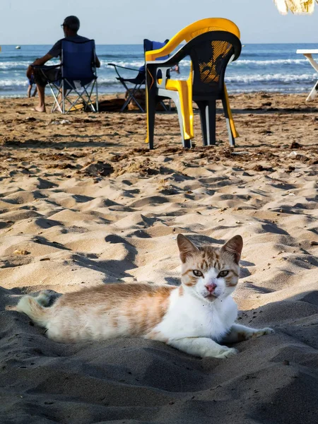 Рыжая Кошка Отдыхает Пляже — стоковое фото