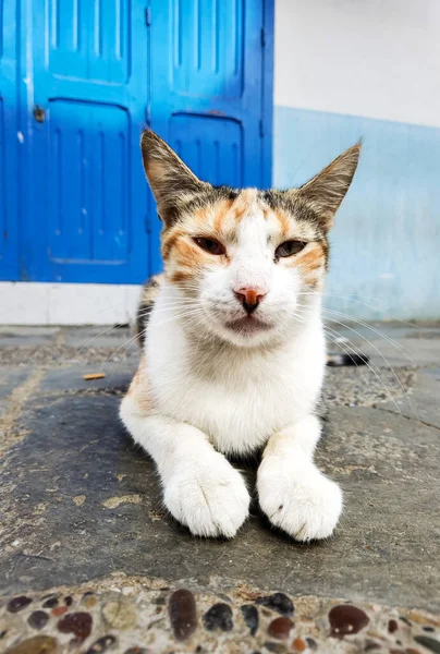 Multi Coloured Stray Cat Streets Morocco — Stock Photo, Image